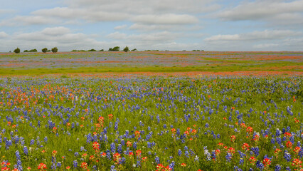 Colorful field of bluebonnets and wildflowers in Texas, USA © A Beautiful World