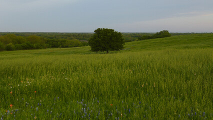 A lonely tree on a hillside in Texas, USA