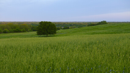 Fototapeta premium A lonely tree on a hillside in Texas, USA