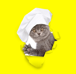 Cute kitten wearing chef's hat looking through the hole in white paper - 784889363