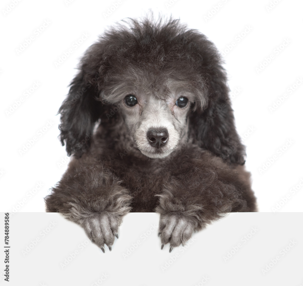 Sticker cute black poodle puppy looks above empty white banner. isolated on white background