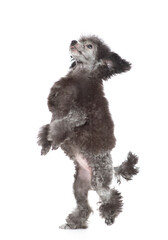 Hungry black poodle stands on hind legs and looks up on empty space. Isolated on white background