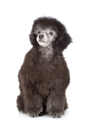 Cute black poodle poppy sitting in front view and looking away and up on empty space. Isolated on white background