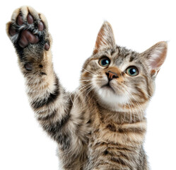 PNG Cat paw up mammal animal kitten - obrazy, fototapety, plakaty
