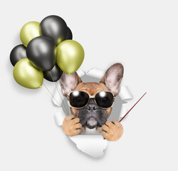 Cute French bulldog puppy holding black and golden or yellow balloons, looking through the hole in white paper and pointing away on empty space - 784889780