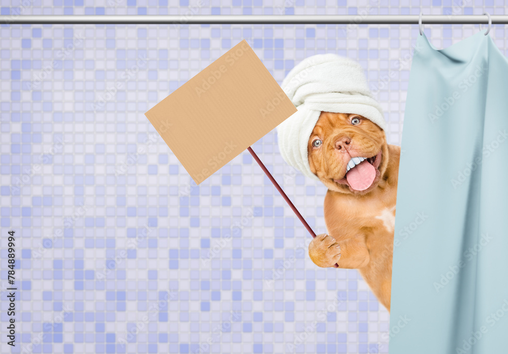 Poster happy mastiff puppy with big funny teeth, with towel on it head peeking out from behind the shower c