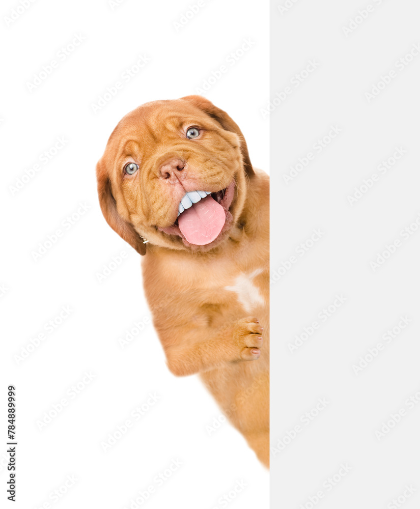 Poster mastiff puppy with funny big teeth looks from behind empty white banner. isolated on white backgroun