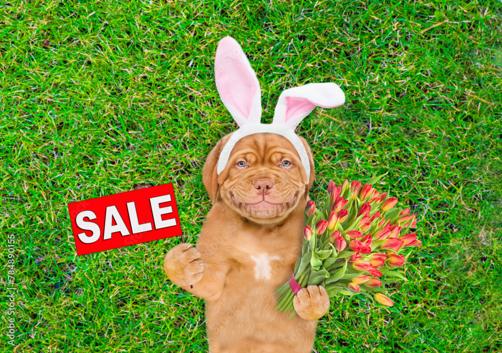 Poster smiling mastiff puppy wearing easter rabbits ears holds bouquet of tulips and shows signboard with l