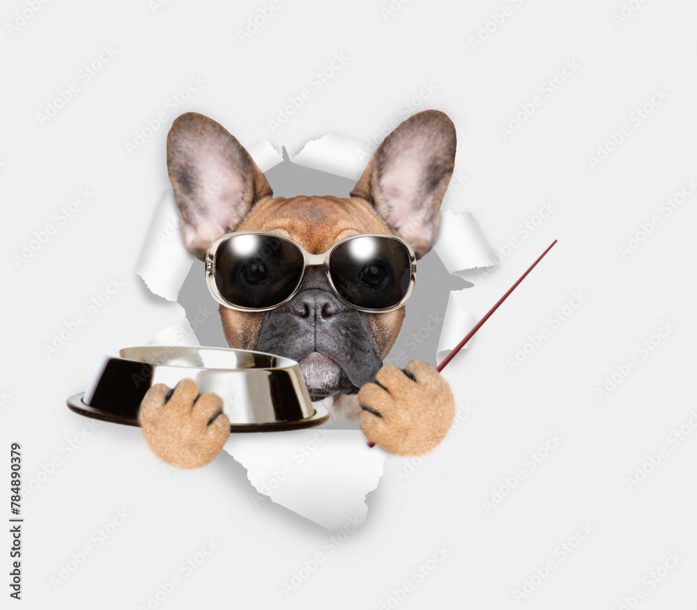 Poster french bulldog puppy looks through the hole in white paper, holds empty bowl and points away on empt