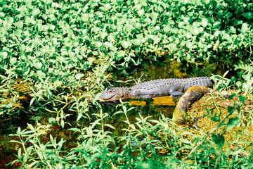 The summer landscape of Hillsborough river and Lettuce park at Tampa, Florida