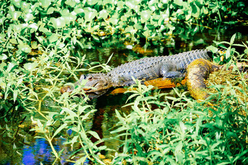 The summer landscape of Hillsborough river and Lettuce park at Tampa, Florida