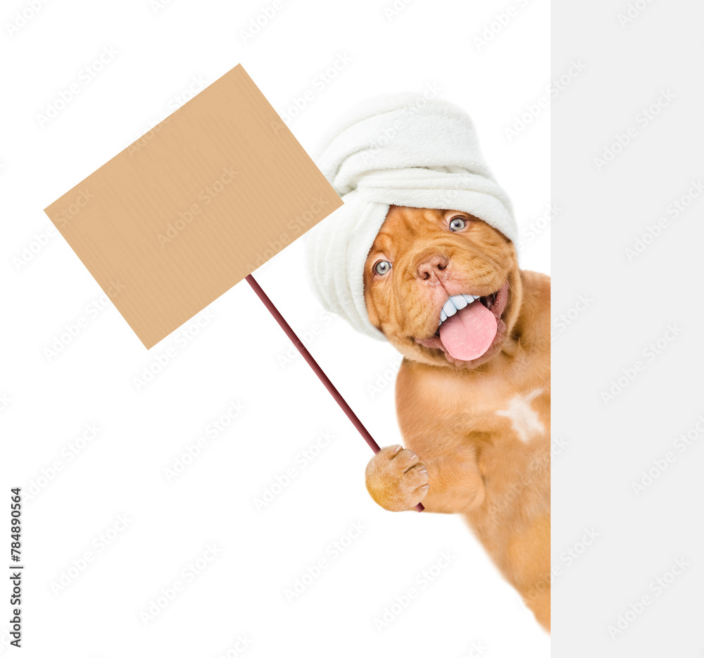 Poster Happy Mastiff puppy with funny big teeth with towel on it head looks from behind empty white banner and showing empty placard. isolated on white background