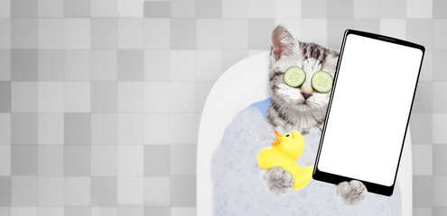 Funny kitten with pieces of cucumber on it eyes and with cream on it face takes the bath with...