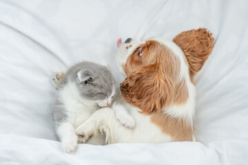 Friendly Cavalier King Charles Spaniel hugs tiny kitten on the bed at home. Top down view