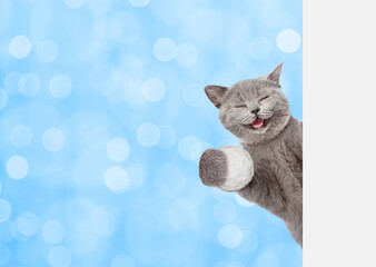 Happy cat holds snowball behind empty white banner. Isolated on white background