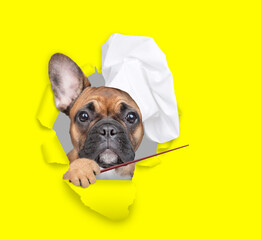 French bulldog wearing chef's hat looking through the hole in yellow paper and  pointing away on empty space. isolated on white background - obrazy, fototapety, plakaty