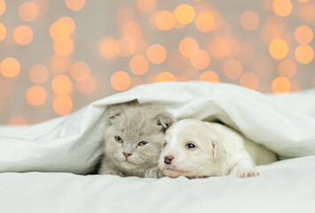 Friendly Lapdog puppy lying with cute kitten under warm blanket on the bed at home on festive background