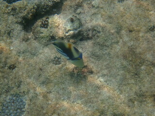Fototapeta na wymiar 沖縄県　宮古島　シギラビーチの魚