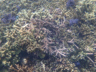 Fototapeta na wymiar 沖縄県　宮古島　シギラビーチの珊瑚礁