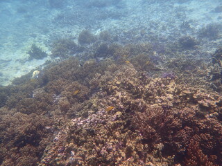 沖縄県　宮古島　シギラビーチの珊瑚礁