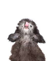 Hungry licking lips black poodle puppy looking up on empty space. Isolated on white background