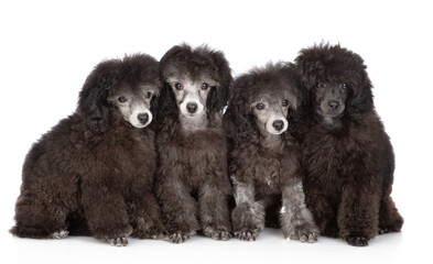 Group of black poodle poppies sitting in front view and looking at camera. Isolated on white background