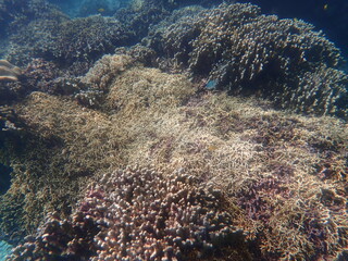 Naklejka na ściany i meble 沖縄県　宮古島　シギラビーチの珊瑚礁