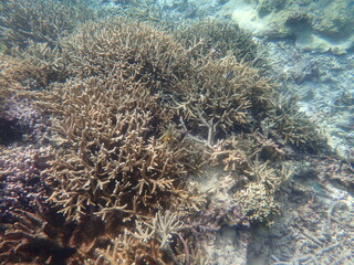 Naklejka na ściany i meble 沖縄県　宮古島　シギラビーチの珊瑚礁