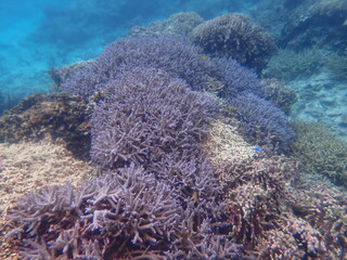 沖縄県　宮古島　シギラビーチの珊瑚礁