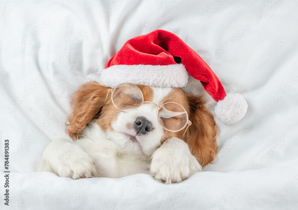 Sticker cute cavalier king charles spaniel puppy wearing red santa hat sleeps under white blanket on a bed a