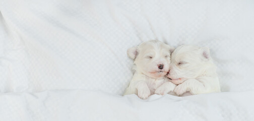 Two cozy white Lapdog puppies sleep under warm white blanket on a bed at home. Top down view. Empty space for text - 784891333