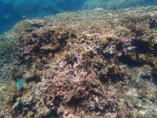 Fototapeta na wymiar 沖縄県　宮古島　シギラビーチの珊瑚礁