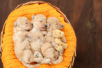 Three tiny cozy newborn Toy Poodle puppies sleep inside basket. Top down view. Empty space for text - 784891377