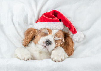 Cute Cavalier King Charles Spaniel puppy wearing red santa hat sleeps under white blanket  on a bed at home. Top down view