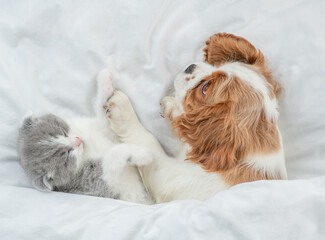 Cavalier King Charles Spaniel and tiny kitten sleep together under white warm blanket on a bed at home. Top down view - 784891399