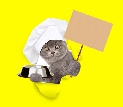 Cat wearing chef's hat looking through the hole in yellow paper, holding empty bowl and  showing empty placard. isolated on white background