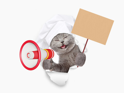 Happy cat wearing chef's hat looking through the hole in white paper meowing into the megaphone and showing empty placard