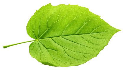 Obraz premium PNG Single Hydrangea leaf plant white background freshness