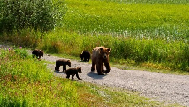 Four bear cubs play as mama bear walks along road 4K