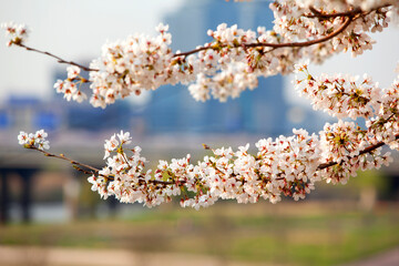 View of the cherry blossom flowers in spring