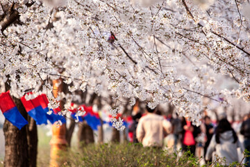 View of the cherry blossoms with the people on the street 