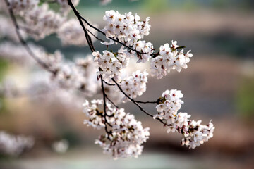 View of the cherry blossom flowers in spring