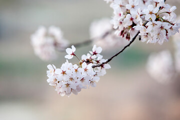View of the cherry blossom flowers in spring
