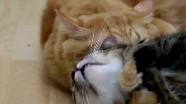 Lazy red cute domestic cat lies on the bed and falls asleep with his eyes closed, cat and mouse, cat, cat on the table