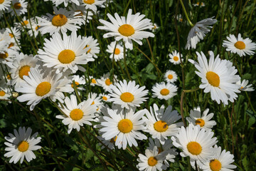 Fototapeta premium Blooming nivyanik ordinary (Lat. Leucanthemum vulgare) is a species of perennial herbaceous plants of the family Compositaceae (Asteraceae)