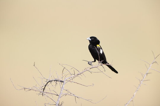 White-winged widowbird (Euplectes albonotatus) is a species of passerine bird in the family Ploceidae native to Africa south of the Sahara. This photo was taken in Kruger National Park, South Africa.