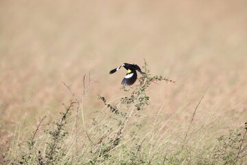 White-winged widowbird (Euplectes albonotatus) is a species of passerine bird in the family Ploceidae native to Africa south of the Sahara. This photo was taken in Kruger National Park, South Africa.