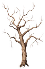 PNG  Dry tree drawing sketch plant