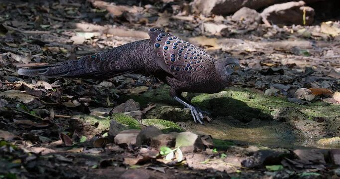 Moves back a little then drinks some water as the camera zooms out, Grey peacock-pheasant Polyplectron bicalcaratum, Male, Thailand