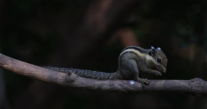 Seen on a branch eating while holding its food, Himalayan Striped Squirrel Tamiops mcclellandii, Thailand